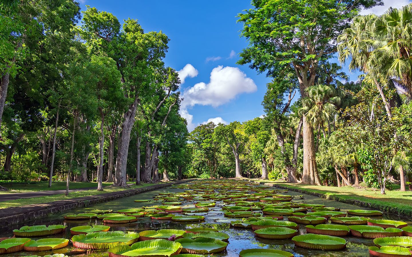 Inner Sir Seewoosagur Ramgoolam Botanical Garden